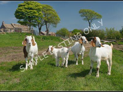 South Sudanian Live Boer Goats