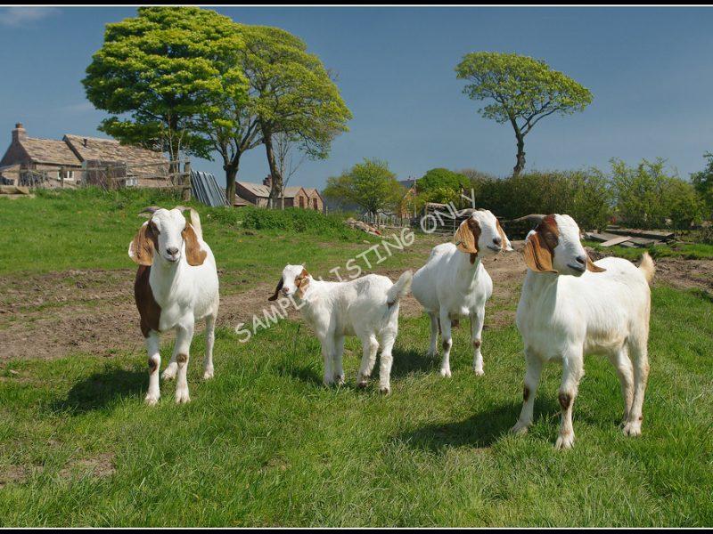 South Sudanian Live Boer Goats