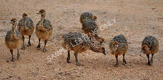 South Sudan Ostrich Chicks