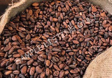 South Sudan Cocoa Beans