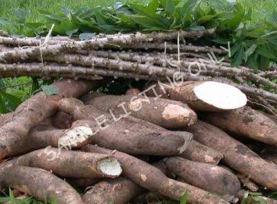 Fresh South Sudan Cassava